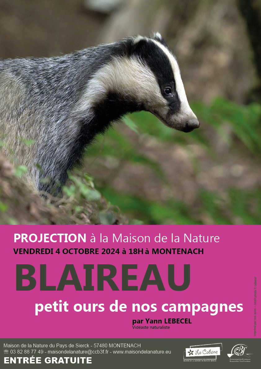 04102024- Affiche - Blaireau petit ours de nos campagnes